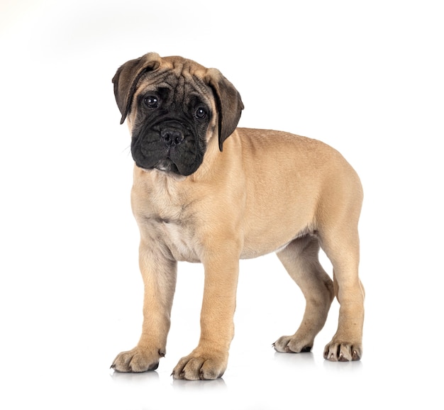 Young bullmastiff isolated on white