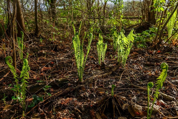 Young bunches of ferns fern in the forest fern leaves in the sun