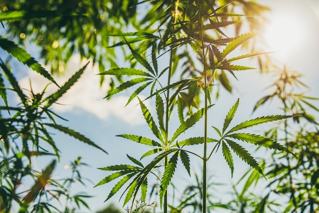 Young bushes of marijuana against the background of the sun and sky at sunset