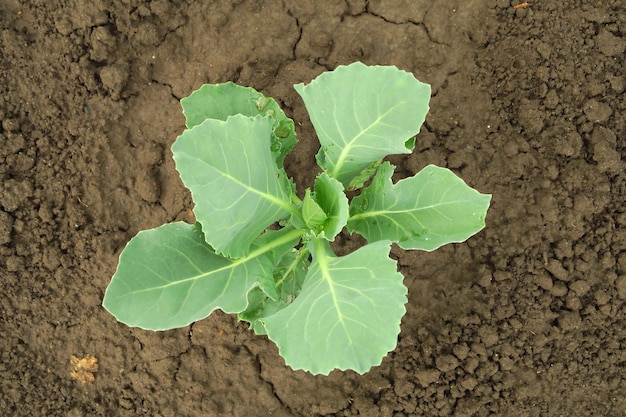 young cabbage grows in the garden