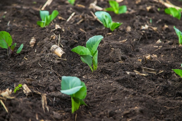 Young cabbage planted in the garden Selective focus