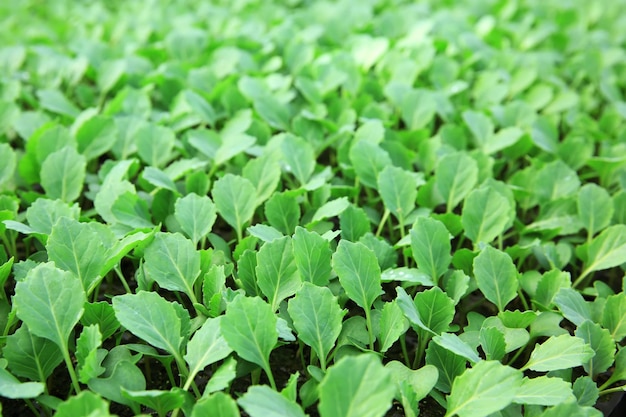 Young cabbage seedlings growing