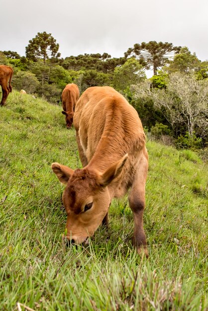 A young calf grazing in a field in Brazil