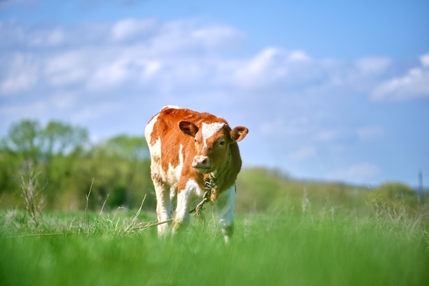 Young calf grazing on green farm pasture on summer day Feeding of cattle on farmland grassland