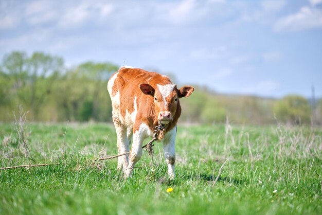 Young calf grazing on green farm pasture on summer day Feeding of cattle on farmland grassland