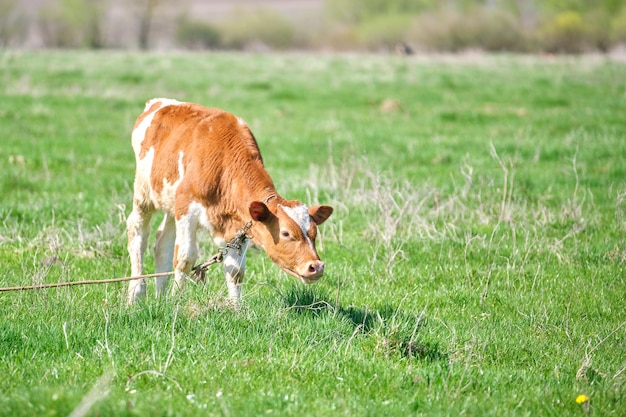 Young calf grazing on green farm pasture on summer day Feeding of cattle on farmland grassland