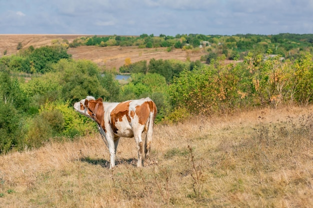 Young calf selective focus on a pasture farm Farm animals