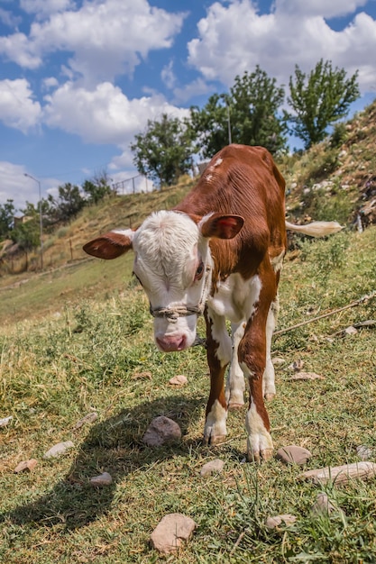 Young calves on the farm Calf care Young newborn calf The head of a curious young calf