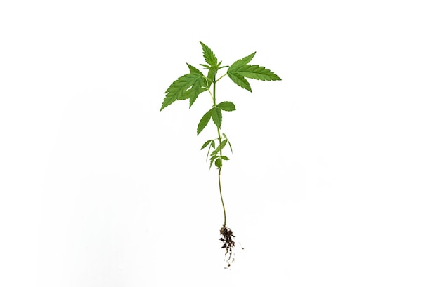 Young cannabis plant with root on white