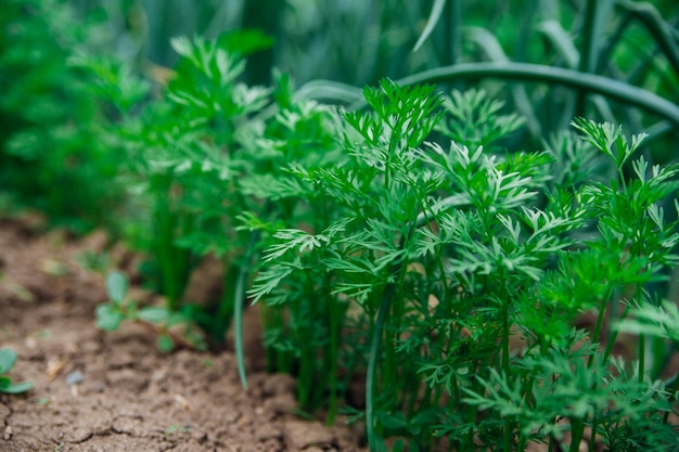 Young carrots in the garden Carrot bushes planted in a row Growing vegetables in rural areas Care and treatment of plants Future harvest