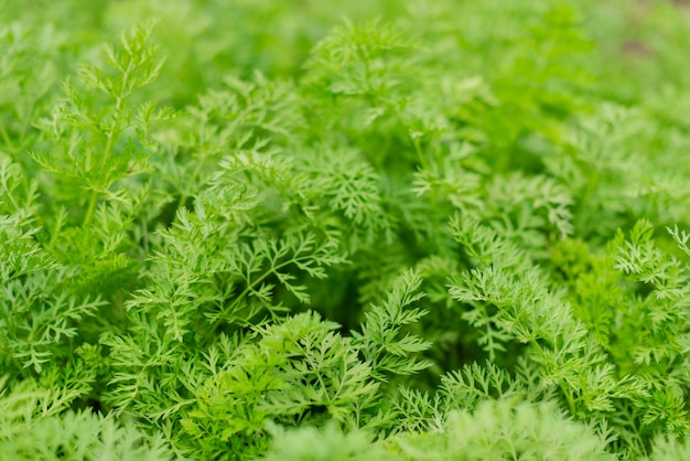 Young carrots growing in ecological garden