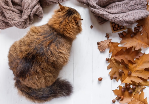 young cat after eating food from a plate. Top view