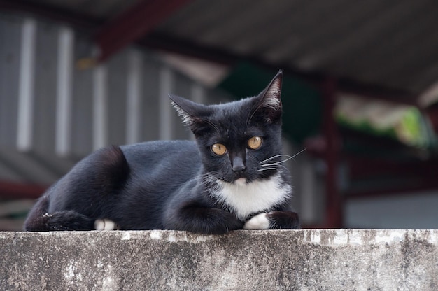 Young cat of a black color on fence Animal portrait Black kitten