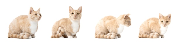 young cat in different poses on white background