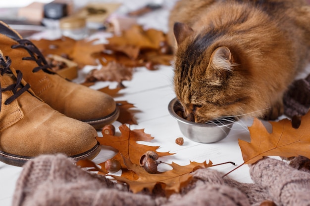 Young cat eating food from a plate in autumn.