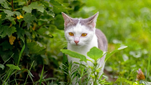 Young cat in the garden near the currant bush