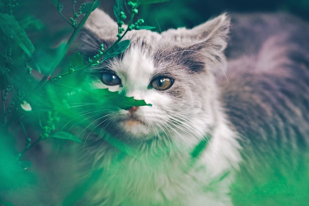 Young cat in the grass 