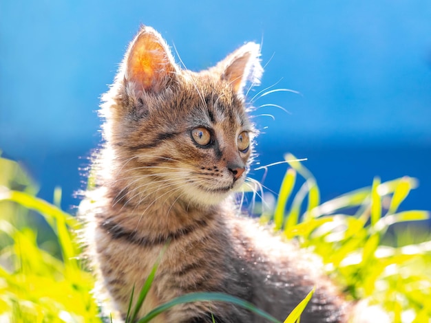 A young cat with an attentive look in the garden among green grass in sunny weather