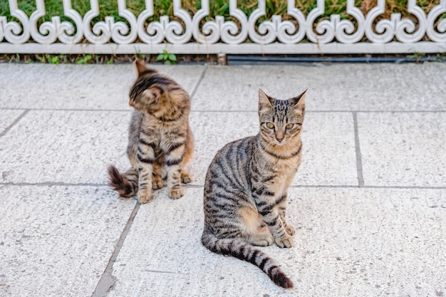 Young cats are sitting on the street