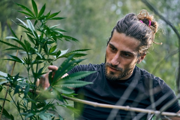 Young Caucasian man taking care of the large cannabis plants in the garden