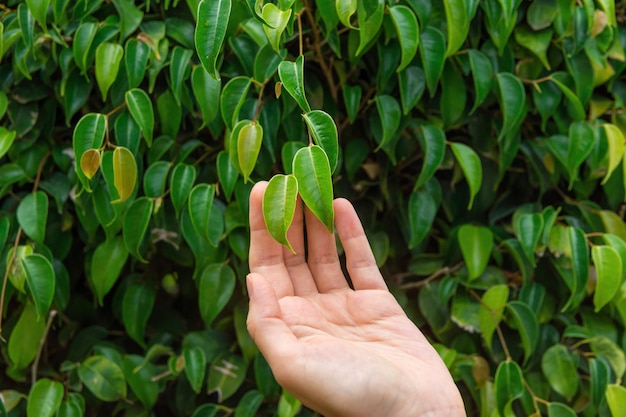 Photo young caucasian woman girl gently touching fresh green leaves on tree branch in forest.