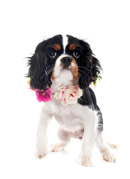 Young cavalier king charles