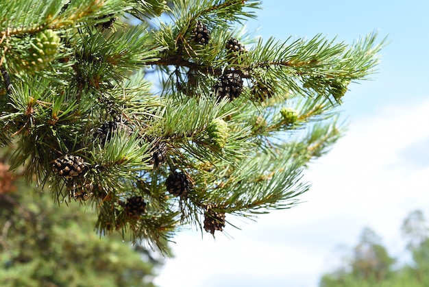 Young cedar cones in the Baikal national park