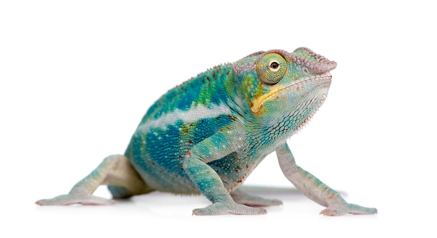 Young Chameleon Furcifer Pardalis - Ankify on a white isolated