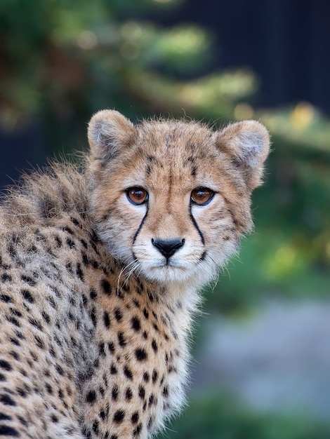 Young Cheetah