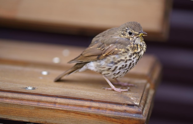 Young chick of a thrush of fieldfare sits on a concrete border on a blurry background