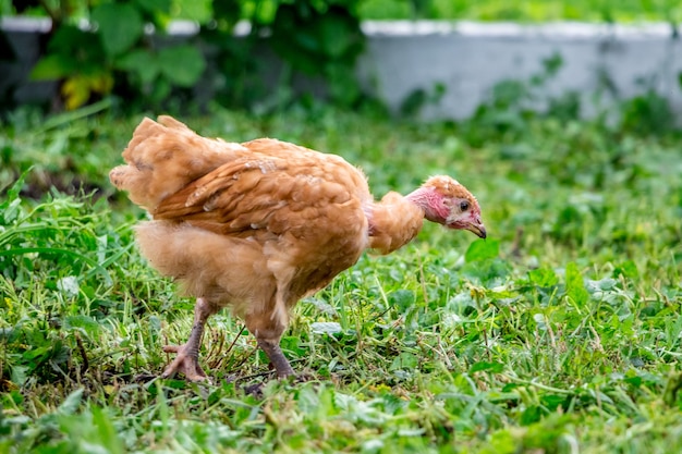 Young chicken a breed Naked Neck in the garden among the green grass looking for food_