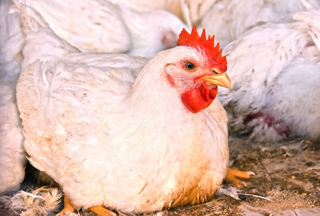 Young chickens on a poultry farm