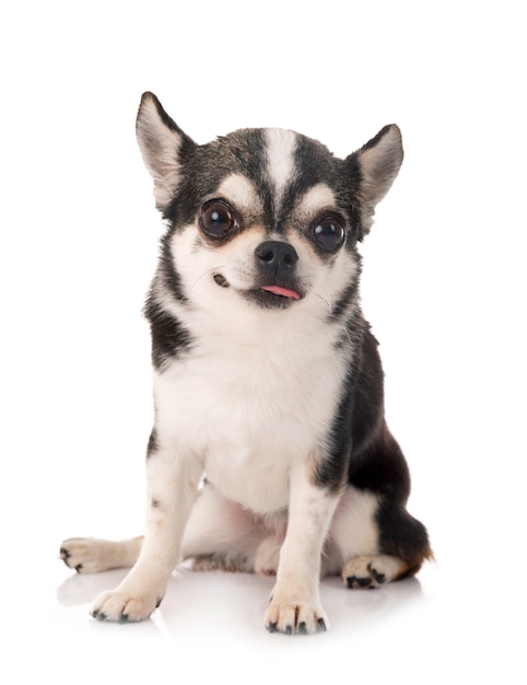 young chihuahua in studio