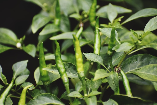 Photo young chili plant and fruit capsicum annuum l lombok ijo besar