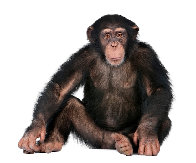 Young Chimpanzee - Simia troglodytes on a white isolated