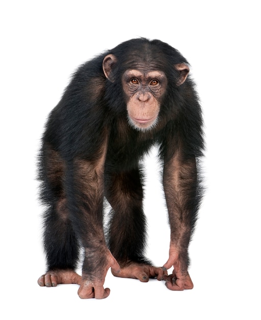 Young Chimpanzee - Simia troglodytes on a white isolated