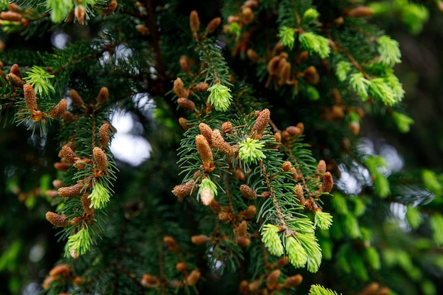 Young Christmas tree in spring with green needles and fresh cones