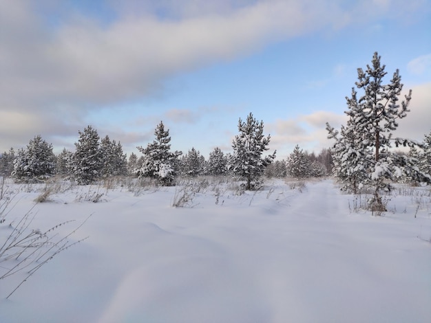 Young Christmas trees are waiting for the winter of summer 3063