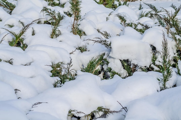 Young Christmas trees under the snow on a winter day.