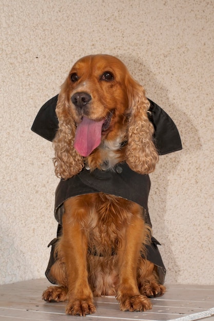 A young cocker spaniel wearing a raincoat