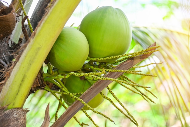 Young coconut fruit on the coconut tree fresh green coconut palm tree tropical fruit on plant in the garden on summer