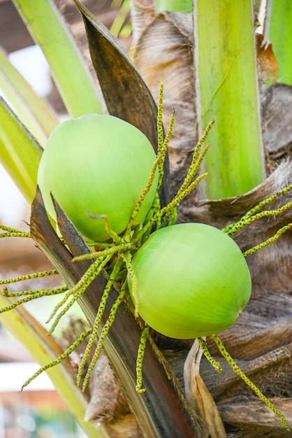 Young coconut fruit on the coconut tree fresh green coconut palm tree tropical fruit on plant in the garden on summer