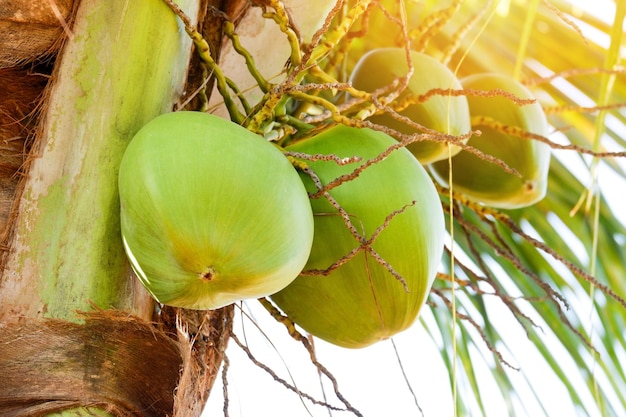 Young coconut fruit on the coconut tree fresh green coconut palm tree tropical fruit on plant in the garden on summer