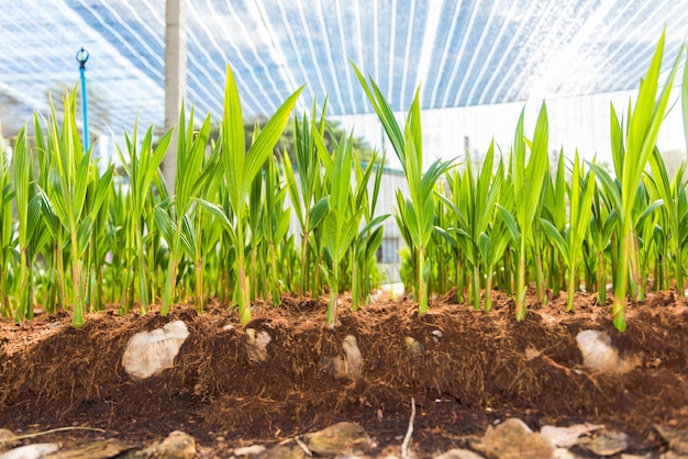 Young coconut small trees. preparations for such varieties for planting coconut trees