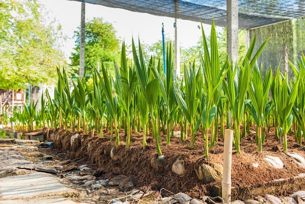 Young coconut small trees. preparations for such varieties for planting coconut trees