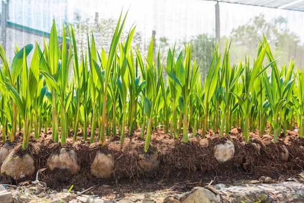 Young coconut small trees. preparations for such varieties for planting coconut trees