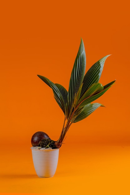 young coconut tree seeds in pots Premium Photo