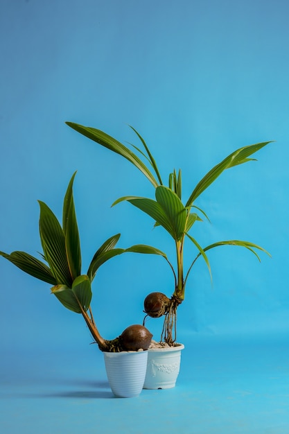 young coconut tree seeds in pots Premium Photo