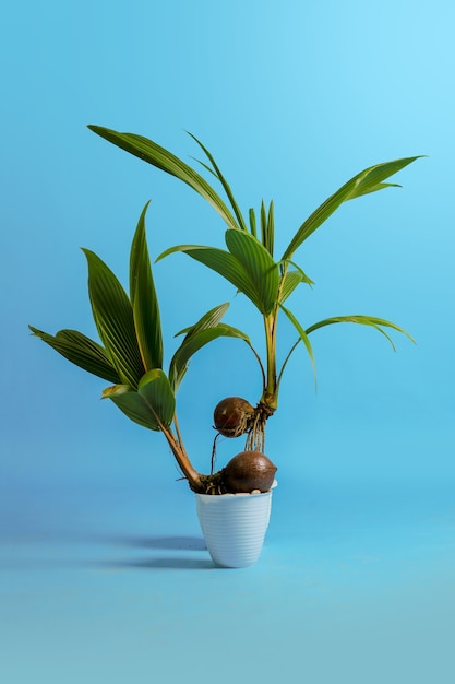 young coconut tree seeds in pots Premium Photo