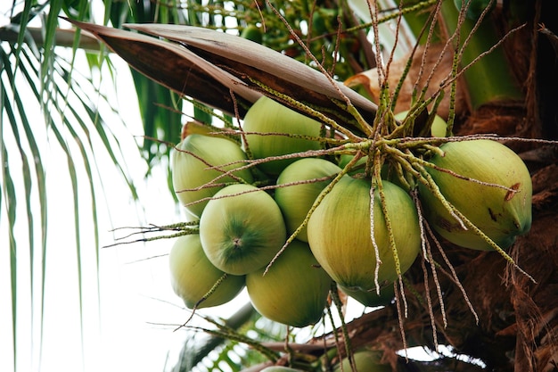 young coconuts hanging on a palm branch